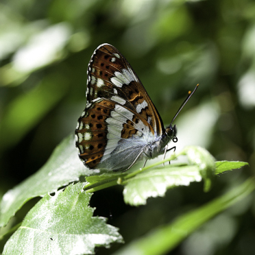 white admiral